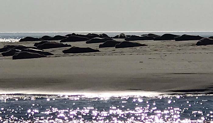 Zeerobben op een zandbank