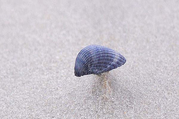 Een blauwe schelp op het strand