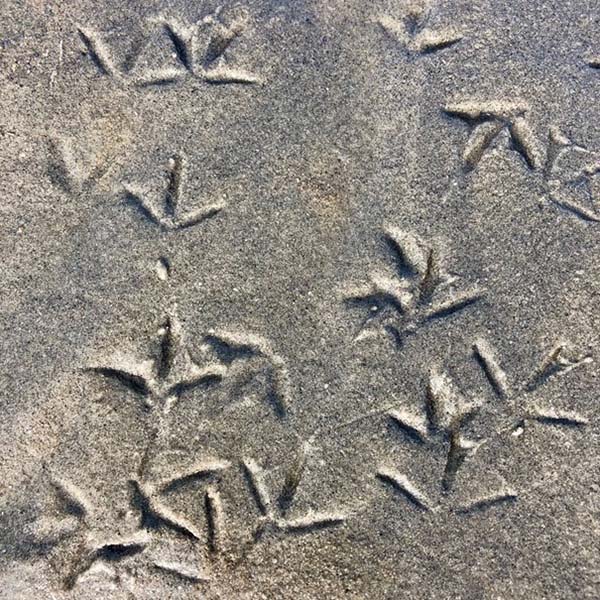 Vogelafdrukken op het strand