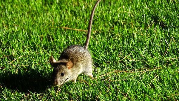 Muis op het gras