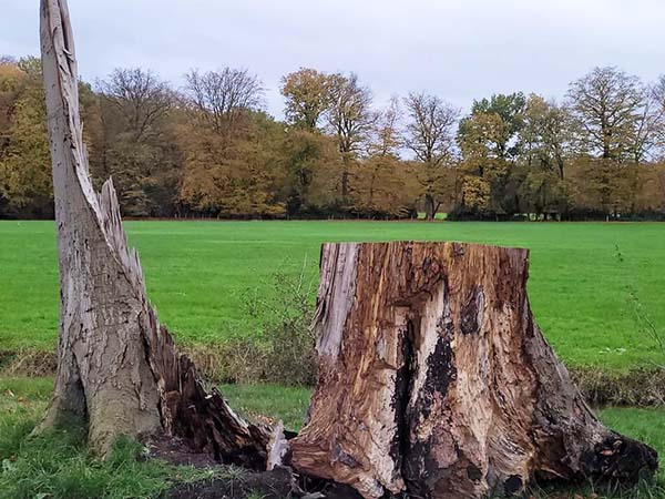Stomp van een afgebroken boom