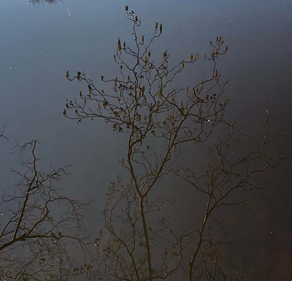 Verstilling; bomen in de nacht