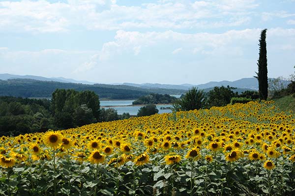 Zonnebloemen in Frankrijk