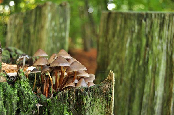 Fraaisteelmycena (Mycena inclinata)