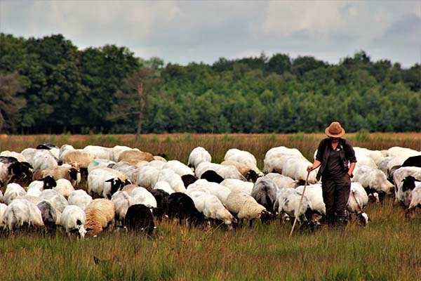 Herder met schapen